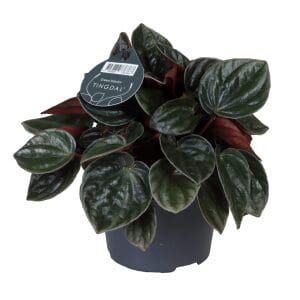 peperomia caperata santiago