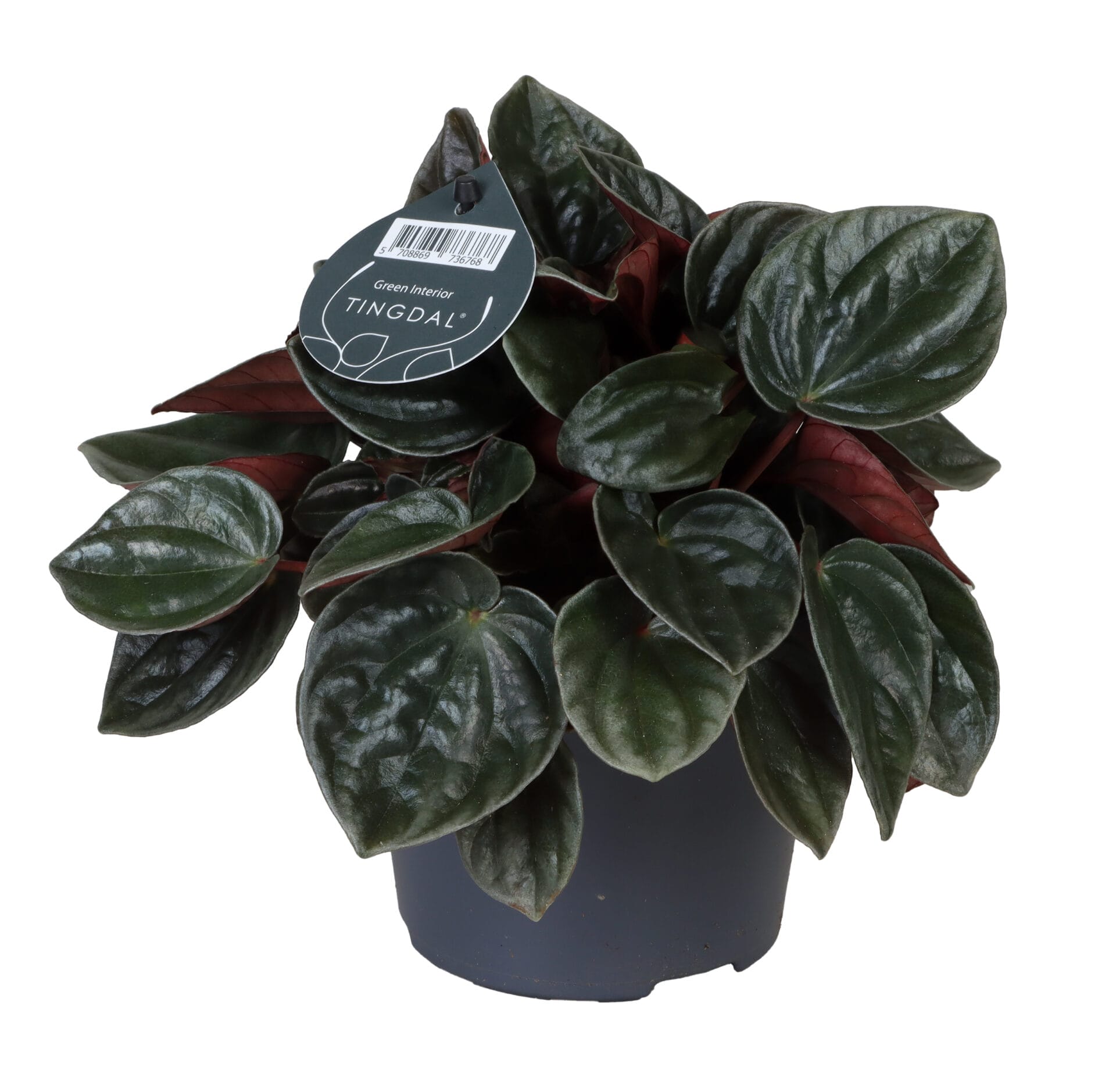 peperomia caperata santiago