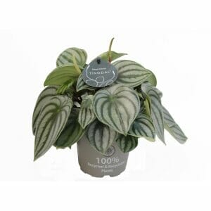 Peperomia Argyreia