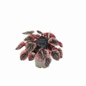 Peperomia Caperata Abricos