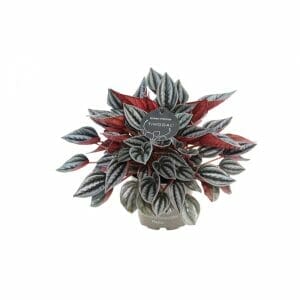 Peperomia Caperata Mendoza®