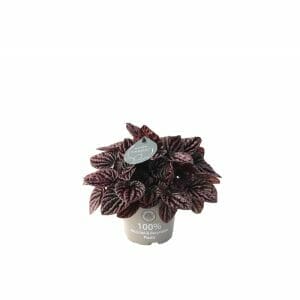 Peperomia Caperata Red Luna