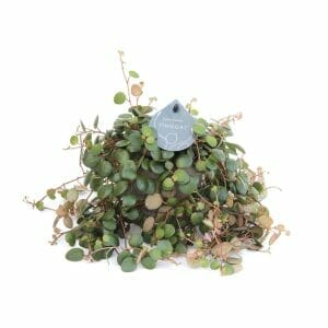 Pepperomia Pepperspot