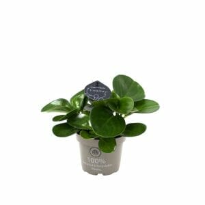 Peperomia Obtusifolia Grün