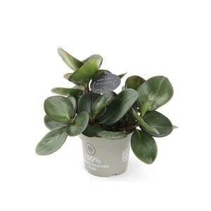 Peperomia Obtusifolia Rød Margin