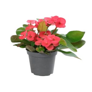 Euphorbia Milii Eos®