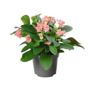 Euphorbia Milii 'RHEA'