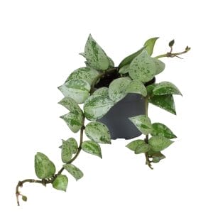 Hoya Eskimo