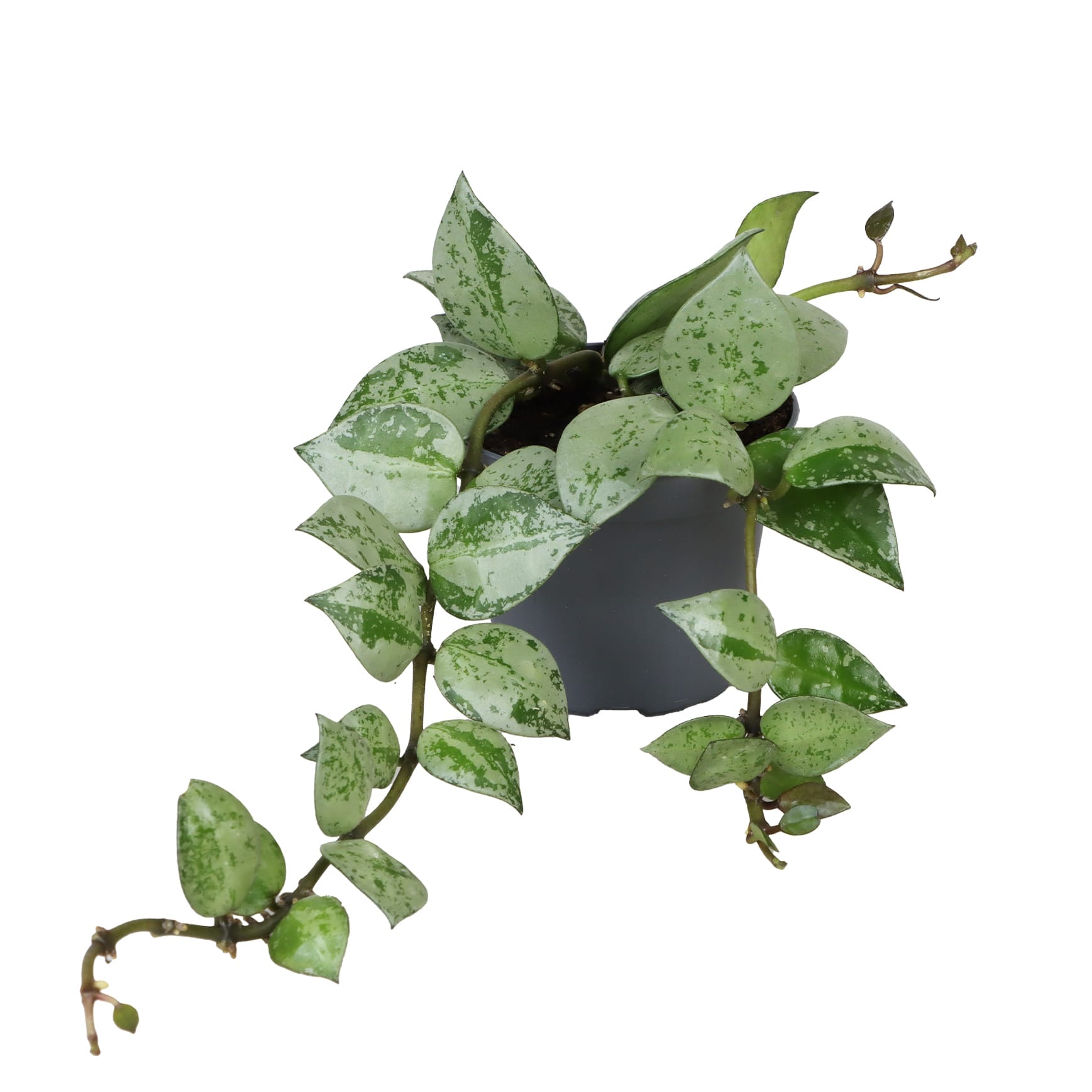 Hoya Eskimo