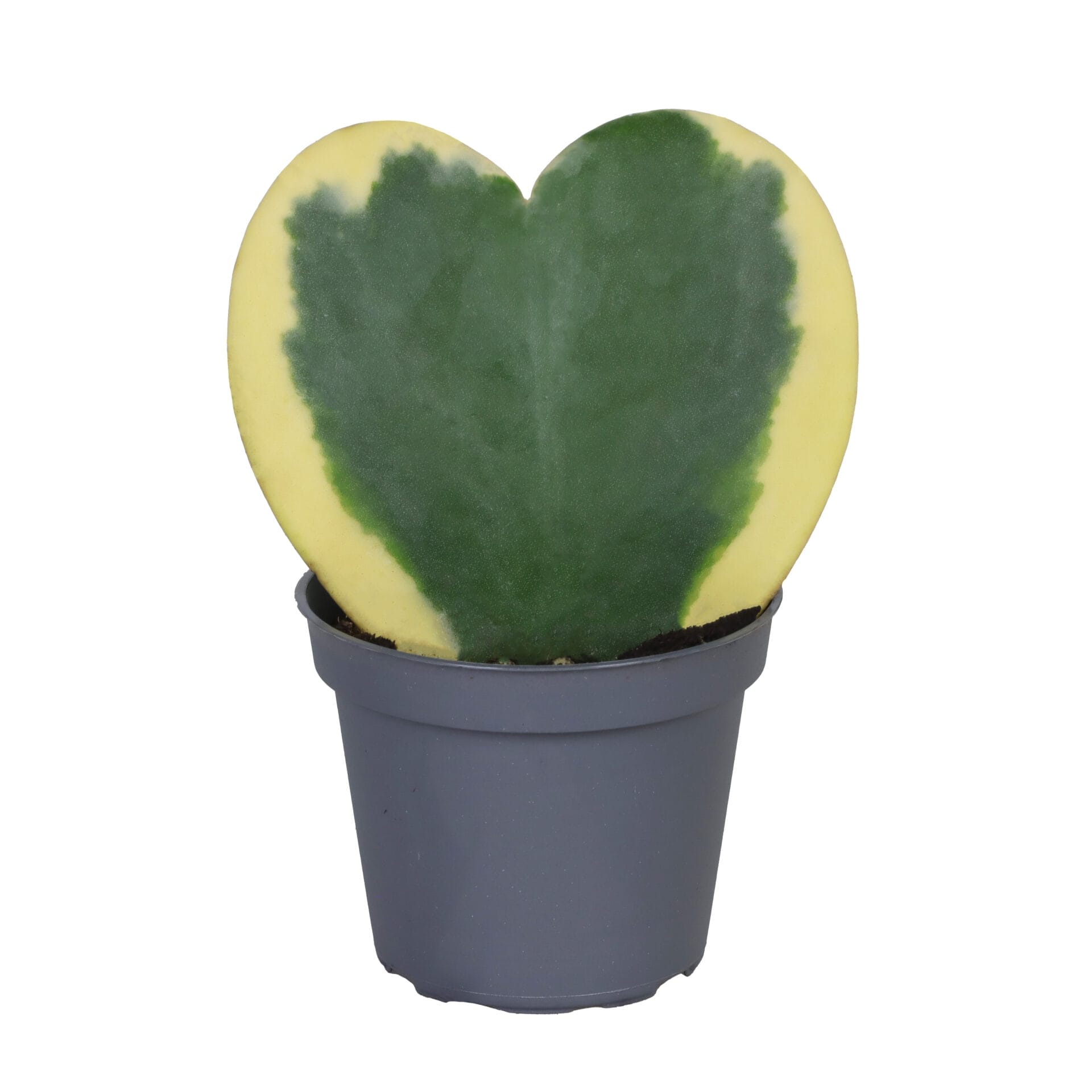 Hoya Kerrii Variegata