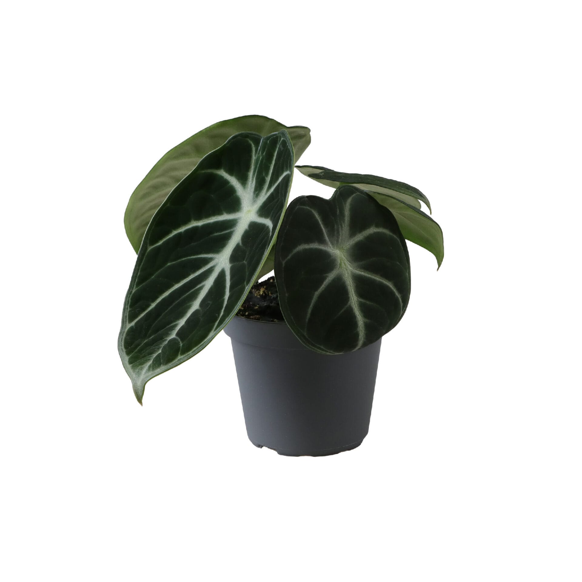 Alocasia Ninja