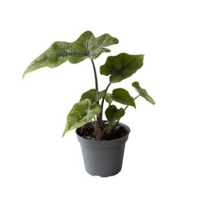 Alocasia Jacklynn
