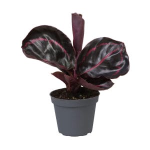 Calathea Dottie