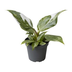 Philodendron White Princess