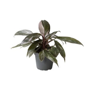 Philodendron Pink Princess Marble