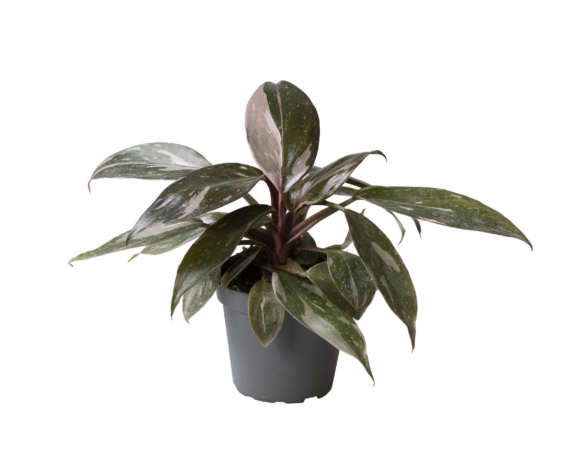 Philodendron Pink Princess Marble