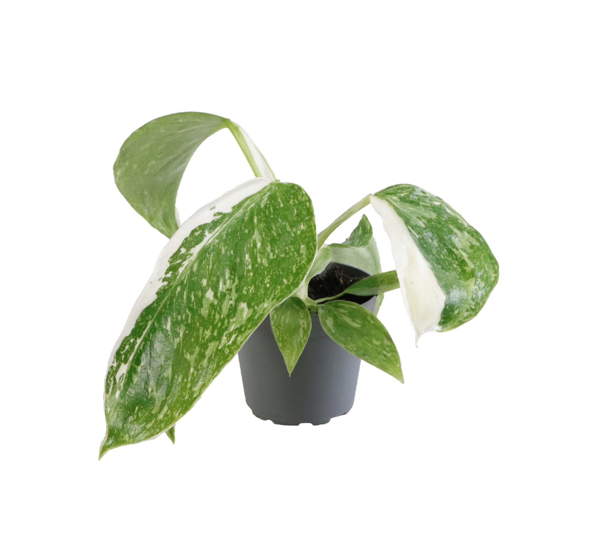 Philodendron Jose Buono