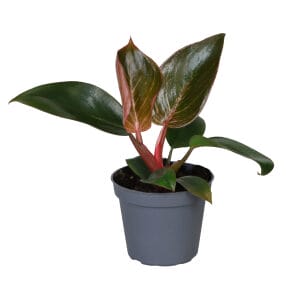 Philodendron Pink Bikini