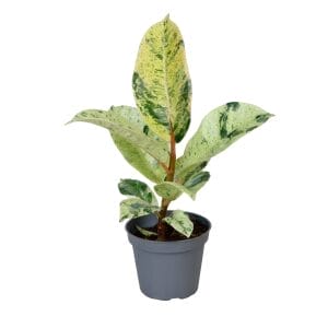 Ficus Elastica Schrijveriana