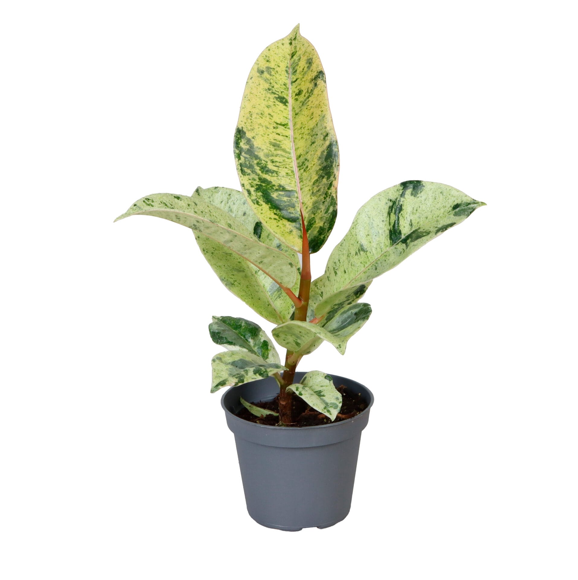 Ficus Elastica Schrijveriana