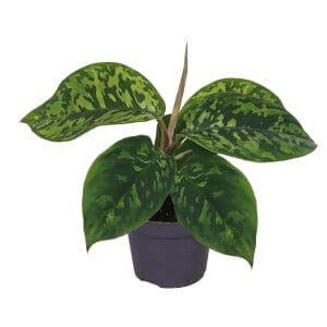 Homalomena Camouflage