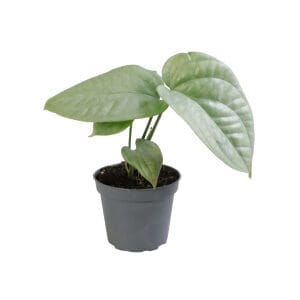 Monstera Amydrium Medium Silver