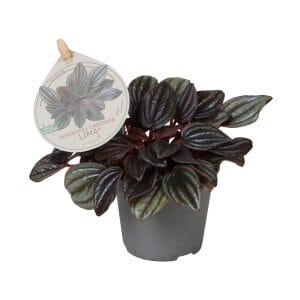 Peperomia A.C.DC.A.M.E.M Lima®