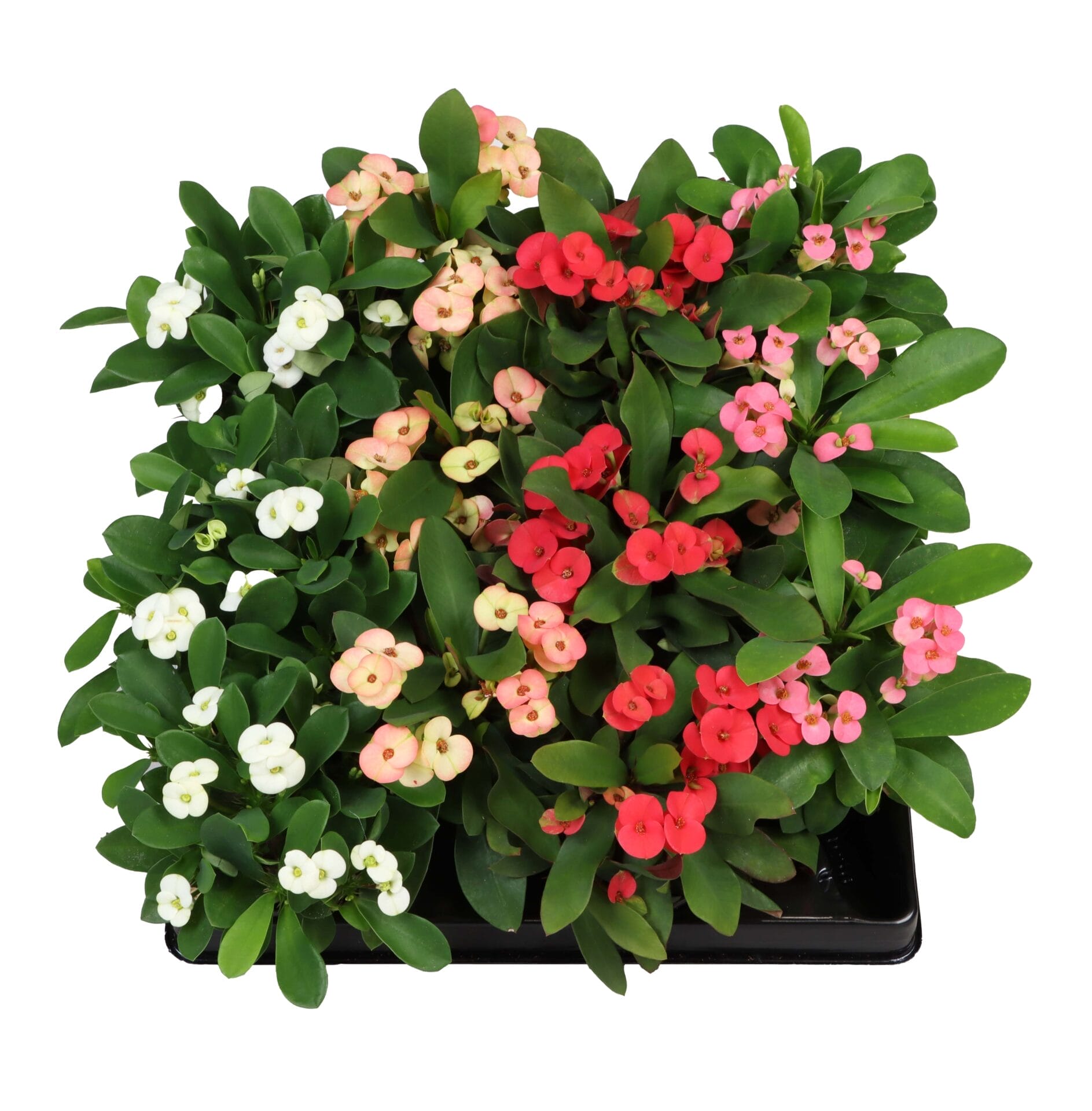 Euphorbia Milii MIX