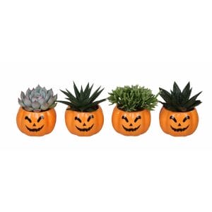 Succulent MIX