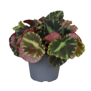 Begonia Rex Cleopatrae