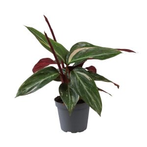Calathea (Goeppertia) Magic Star