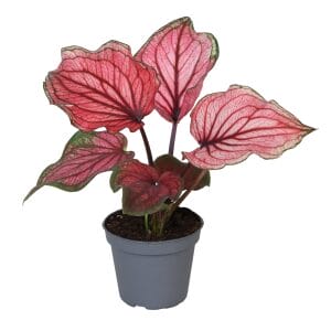Caladium Lucia