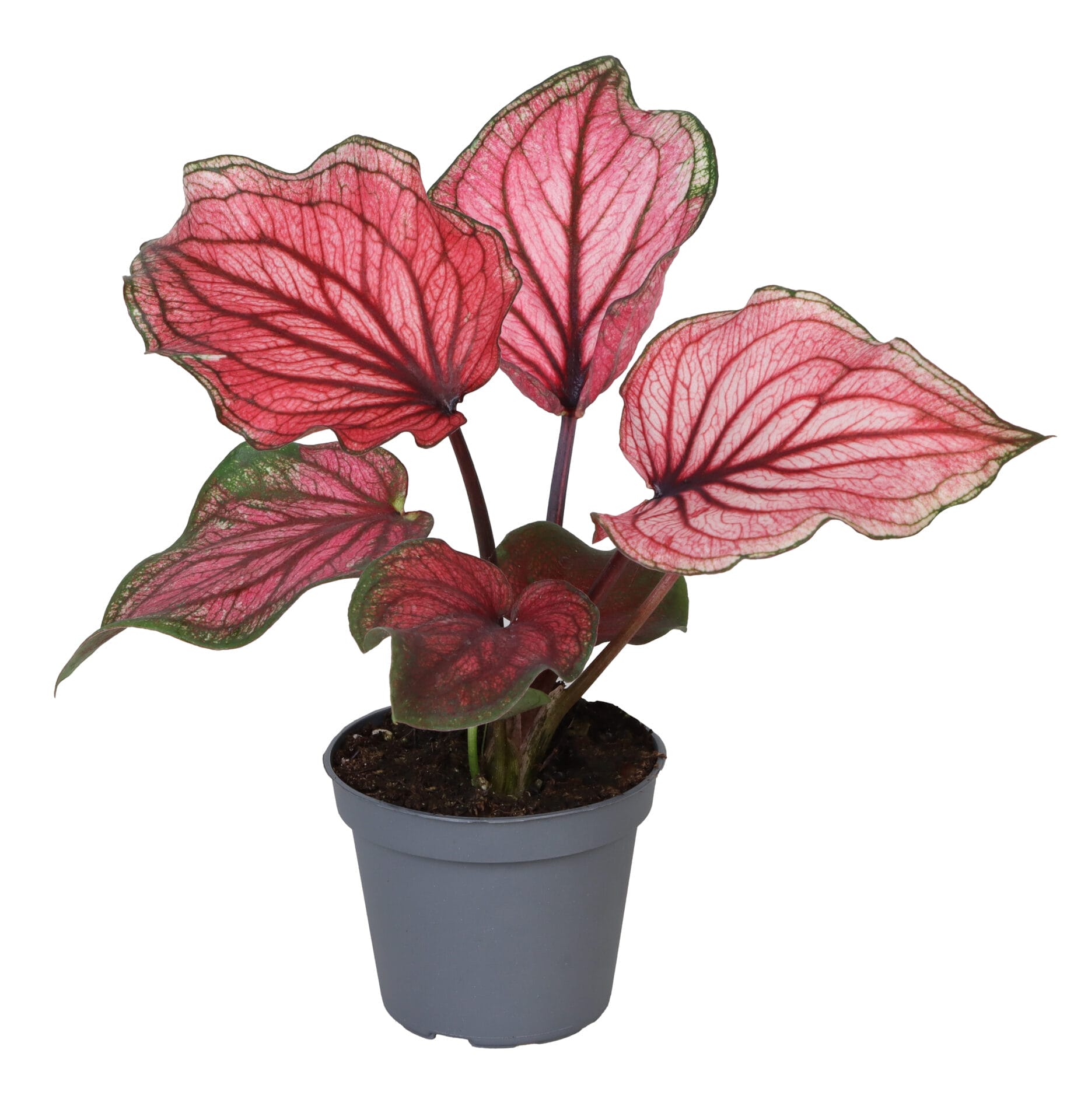 Caladium Lucia