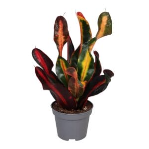 Codiaeum Mammey