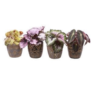 Begonia MIX