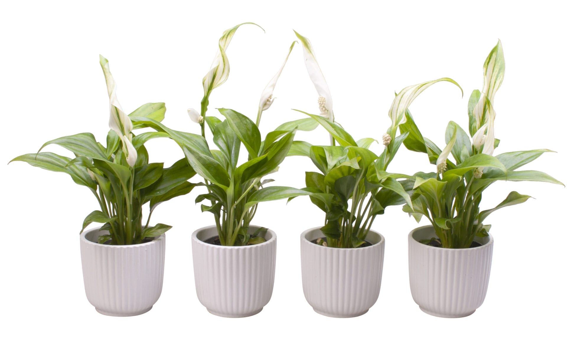 Spathiphyllum