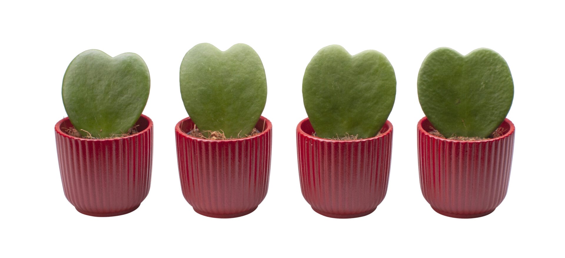 Hoya Kerrii
