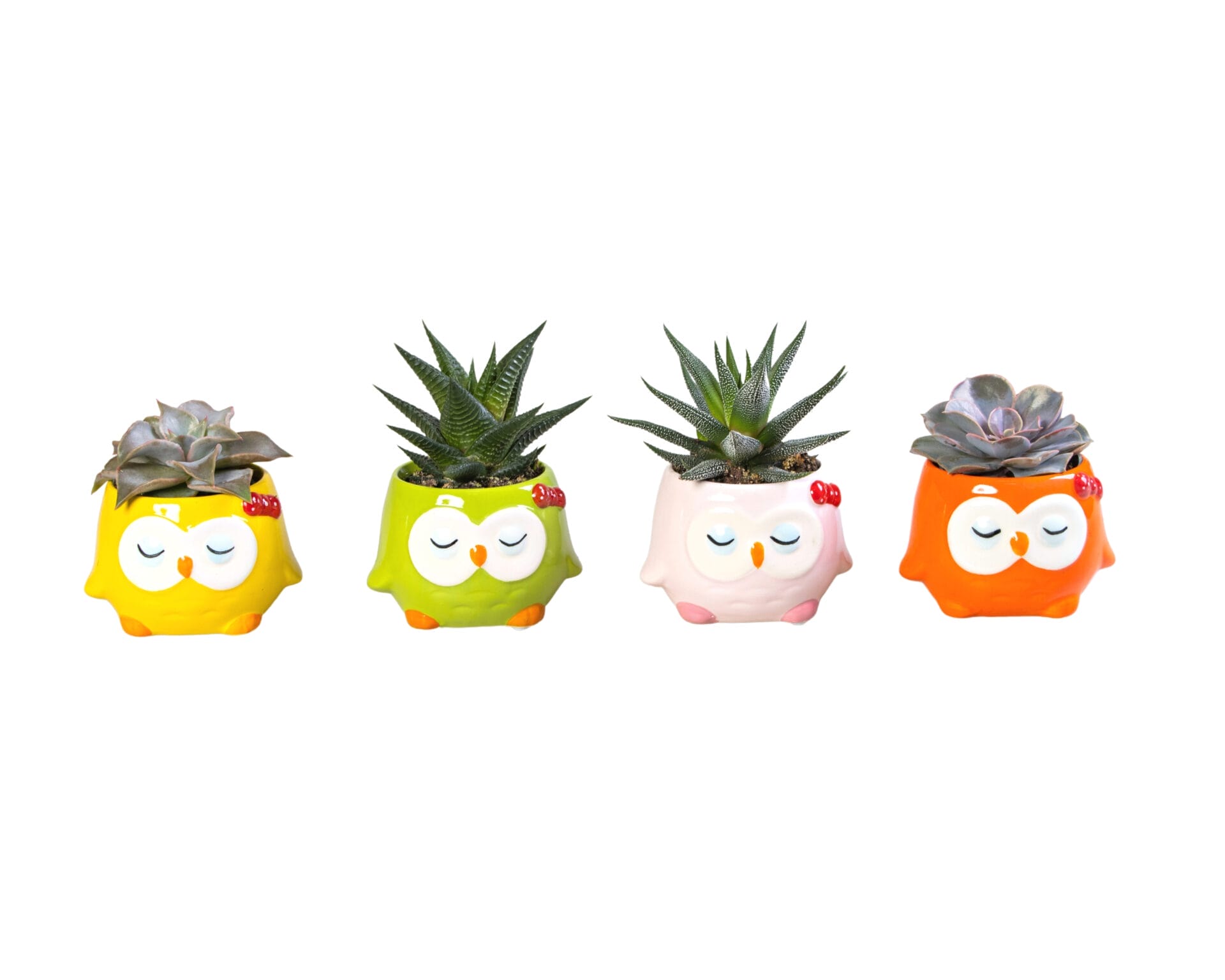 Succulent MIX