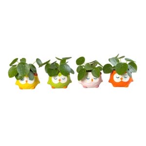 Pilea Peperomioides