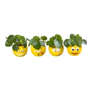 ceramic plant pots lundager plants