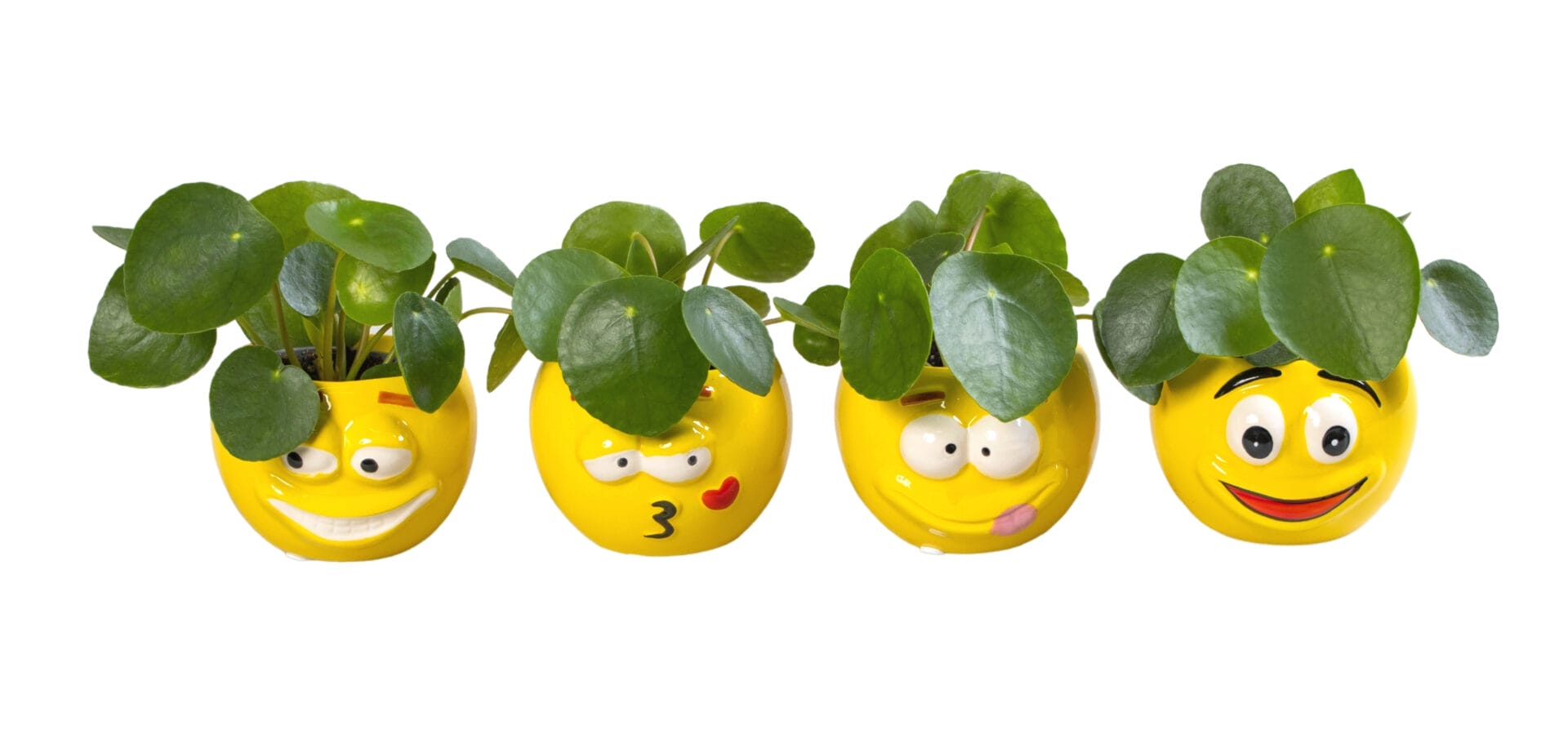 ceramic plant pots lundager plants