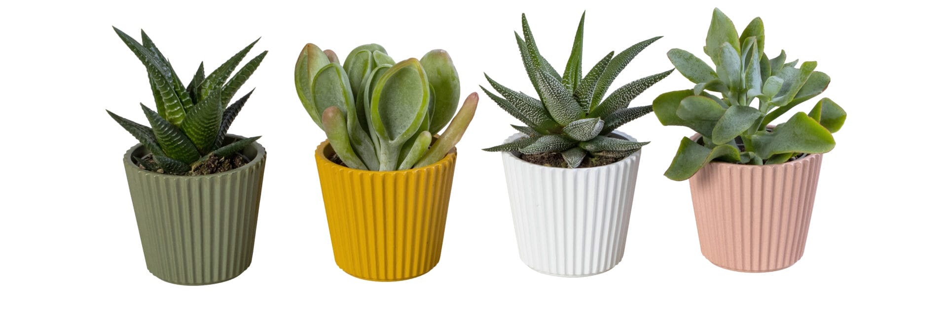 Succulent MIX