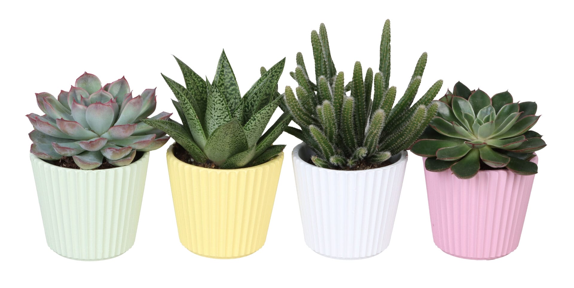 Succulent MIX