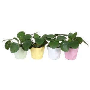 Pilea Peperomioides
