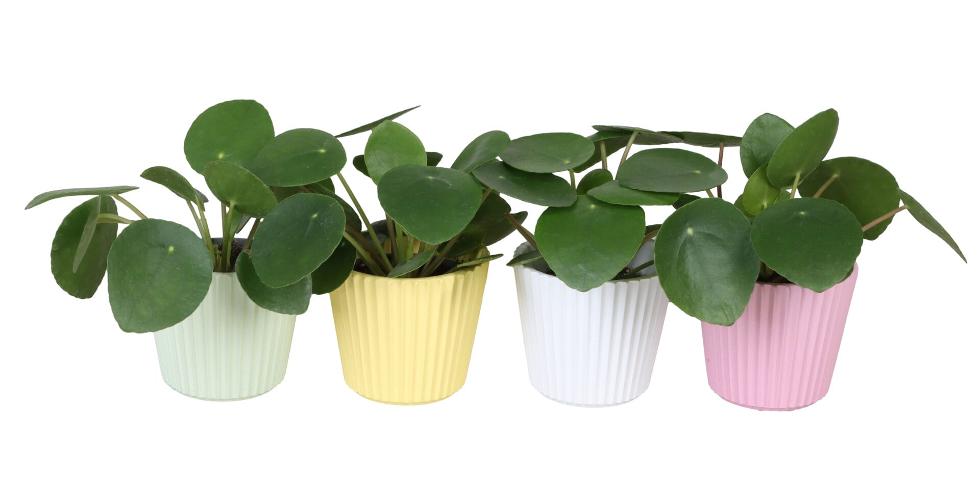Pilea Peperomioides