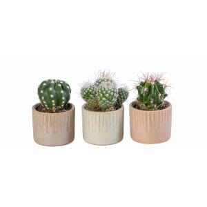 Cactaceae MIX