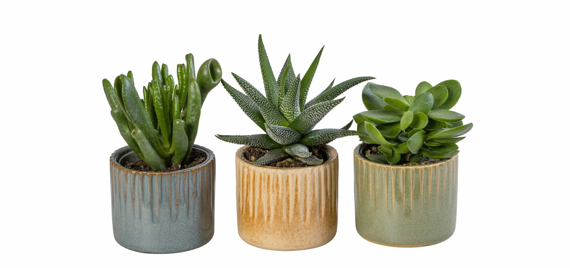 Succulent MIX
