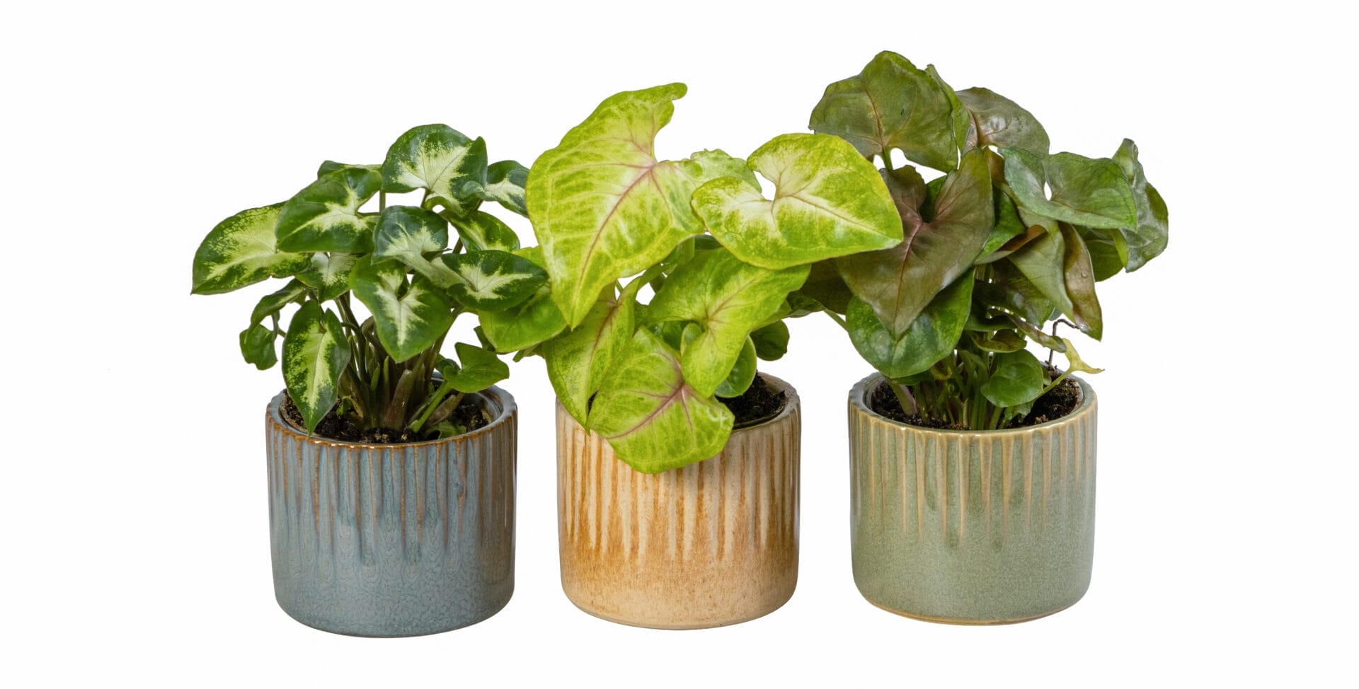 Syngonium MIX