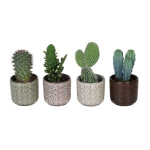 Cactaceae MIX