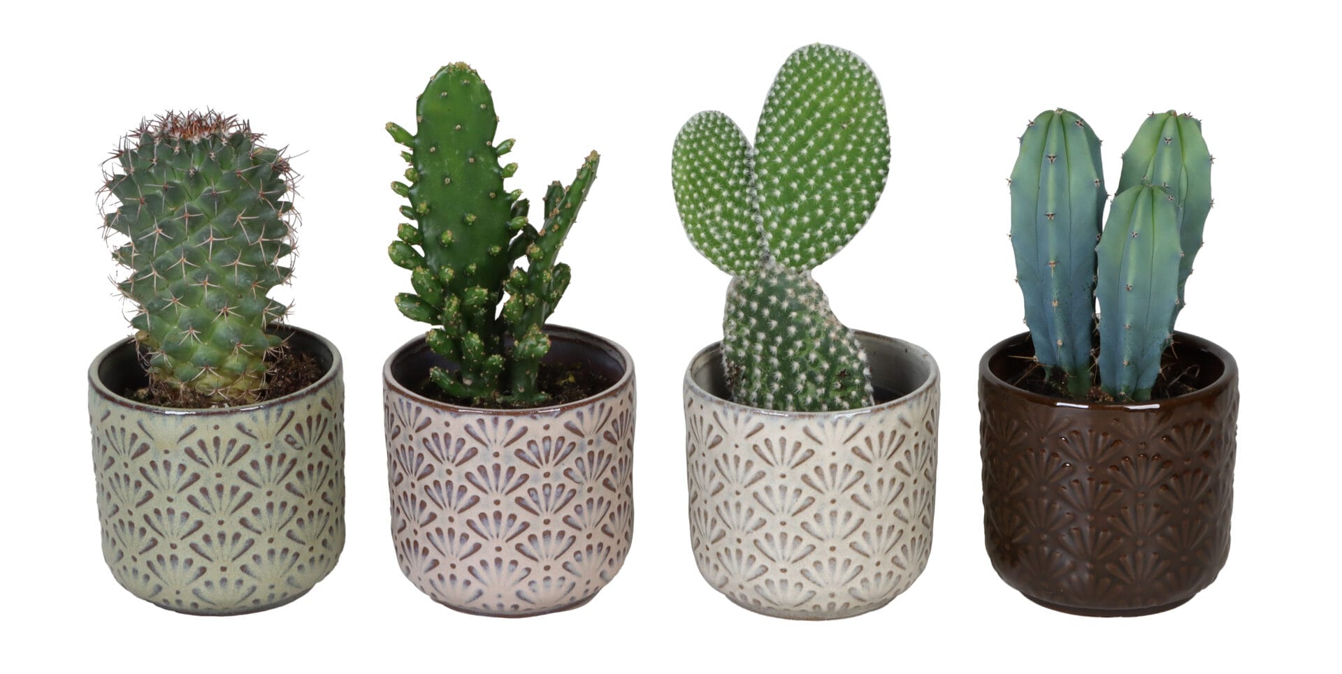 Cactaceae MIX